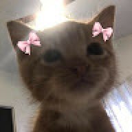 MioMao