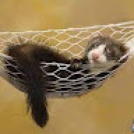 CheekyFerret_