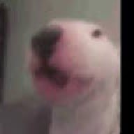 h_Salv0_
