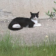 fran