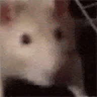 jaquieseal