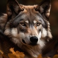 sonoMrWolfy