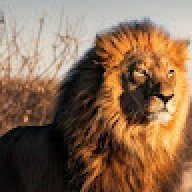 LionFire11
