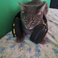gattofalso10