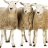 IlpolloLirico