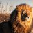 LionFire11